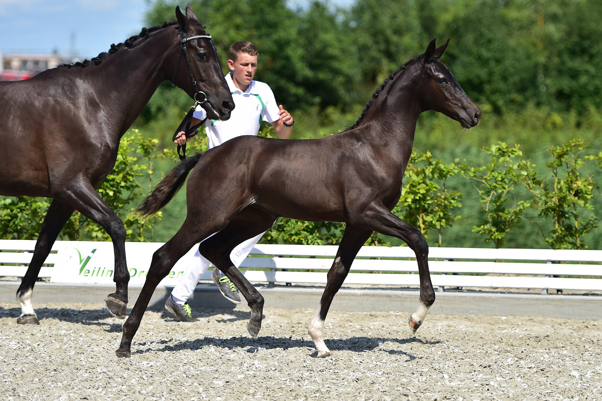 Opgave 27e veulenveiling Dronten Veilingdronten