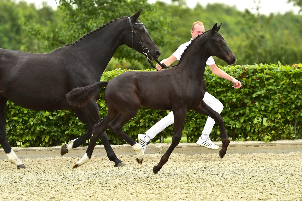 duurste dressuurveulen Pinot-Noir Texel